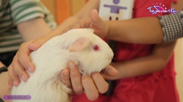 Удивительные морские свинки смотреть онлайн