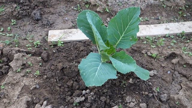 Успешно боремся с крестоцветной блошкой (54 01.06.16) смотреть онлайн