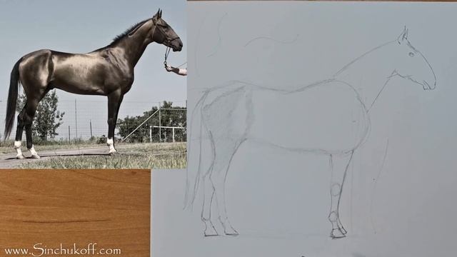 как нарисовать лошадь поэтапно смотреть онлайн