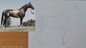 как нарисовать лошадь поэтапно