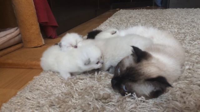 Котята скоттиш фолд и скоттиш страйт блю поинт/сил поинт смотреть онлайн