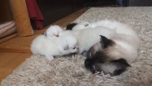 Котята скоттиш фолд и скоттиш страйт блю поинт/сил поинт