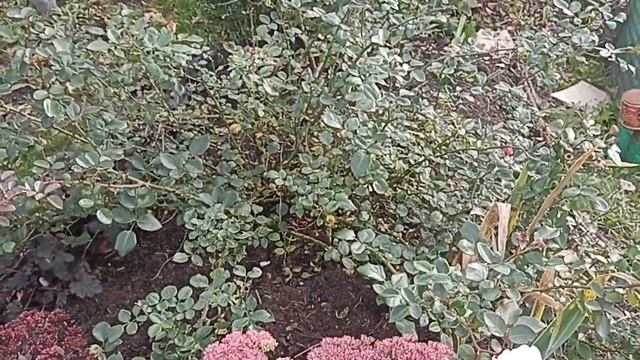 Седум (очиток) видный и древовидный пион 8 октября смотреть онлайн