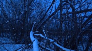 Охота на лису 2021 Охота в засидке