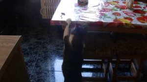 Кот Бучик - воришка!. mp4