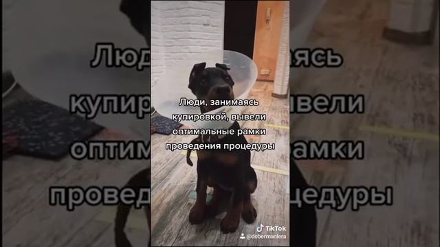 Купирование ушей. Зачем?