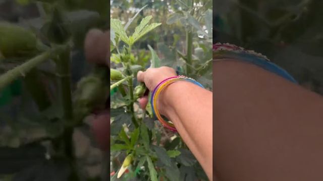 #Okra harvesting from terrace garden#organic okra смотреть онлайн