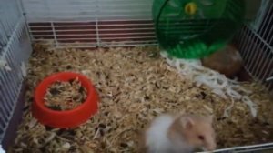 Что будет если сирийского хомяка посадить к морской свинки?