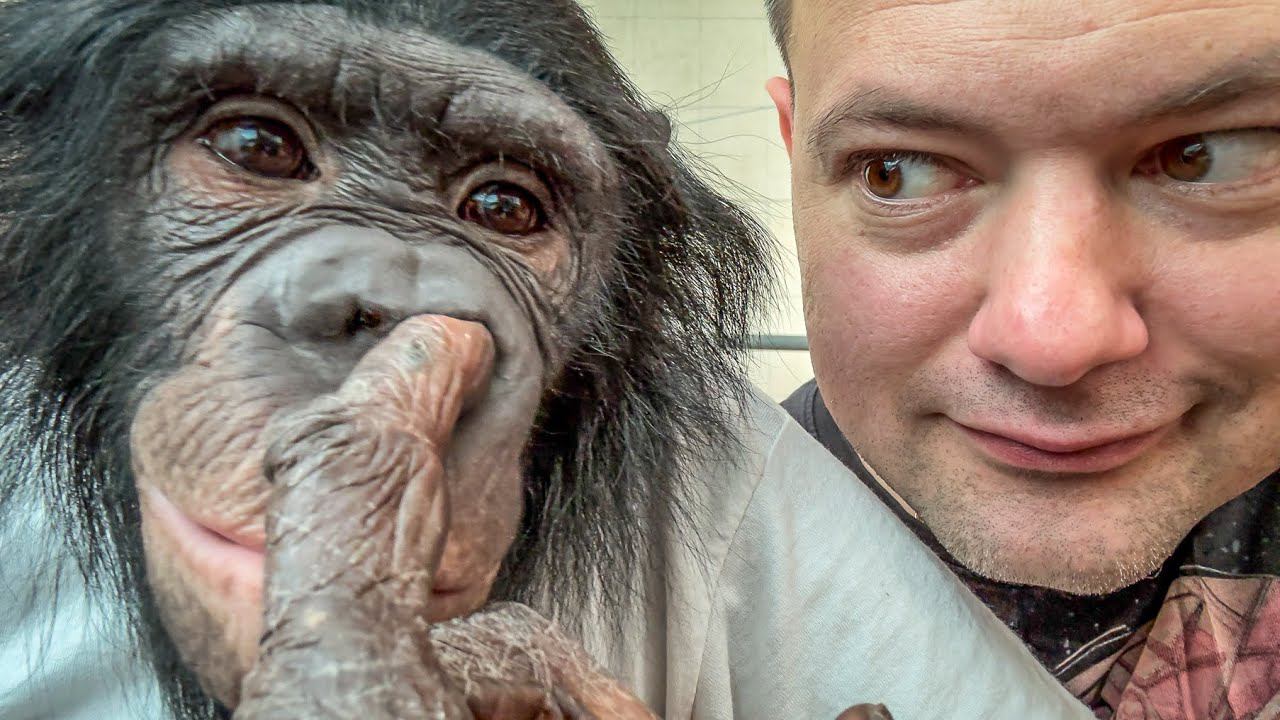 НИ ОДНО ЖИВОТНОЕ ТАК НЕ СМОЖЕТ! Этой Шимпанзе завидуют даже акробаты смотреть онлайн