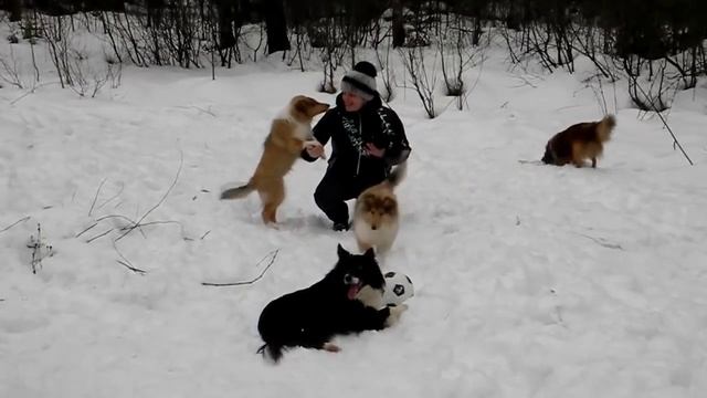 Колли-шелти Новый год смотреть онлайн