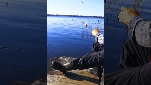 Подводная съёмка .Есть-рывочки ,во какую плотву ловим.*Матч* Поплавок  .Рыбалка 2023 на Селигере