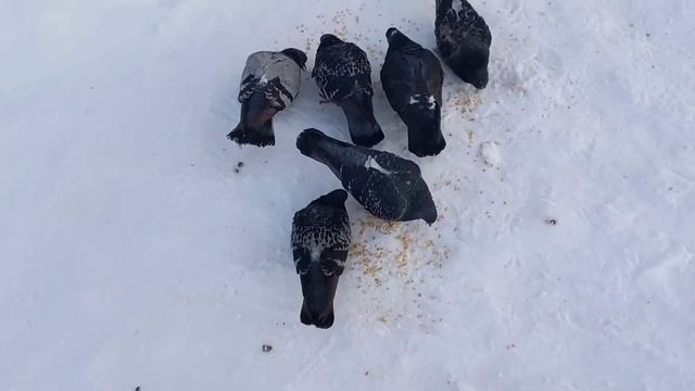 Подкормка птиц зимой. Синицы и голуби.