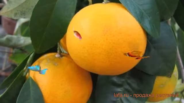 Цитрус обыкновенный Мандарин (mandarin mandarin) 🌿 обзор: как сажать, саженцы цитруса Мандарин