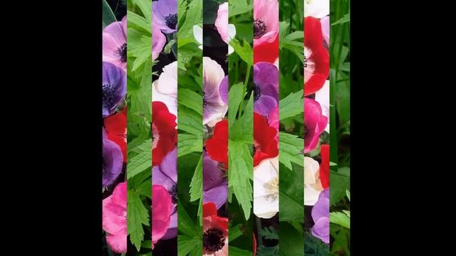 ВЕТРЕНИЦА, или АНЕМОНА (ANEMONE) сем. Лютиковые смотреть онлайн