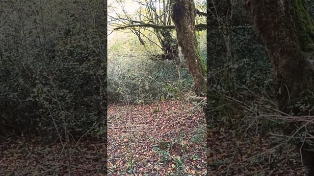 Охота с гончими, щенки РПГ Баян, Грозный 8 мес смотреть онлайн