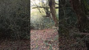 Охота с гончими, щенки РПГ Баян, Грозный 8 мес