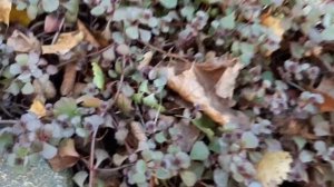 Роза АСПИРИН  в цвету после заморозков в Подмосковье .