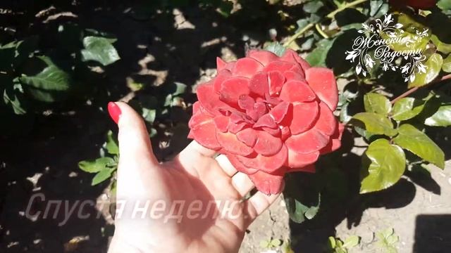 Цветение розы Terracotta! Тэрракотта! смотреть онлайн