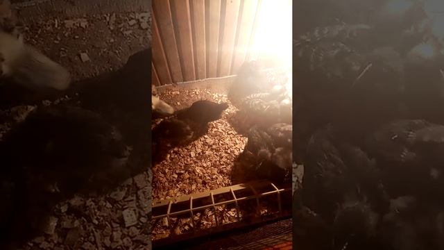 Цыплята: мараны, мехеленская кукушка, фавероль! смотреть онлайн