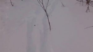 петли на зайца.проверка петель 4.12.16.не удача