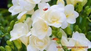 Фрезия гибридная Вайт (freesia white) ? фрезия Вайт обзор: как сажать луковицы фрезии Вайт