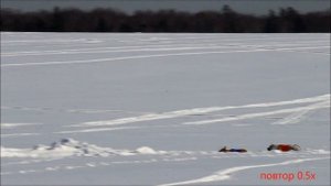 Уиппет Волк на Мартовском зайце 2016.