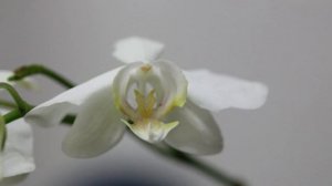 Phalaenopsis Aphrodite subsp. Formosana, parental over 50 years o.台灣阿婆蝴蝶蘭,產地台灣南部,分享給蘭友做參考,這株是第2代花梗苗