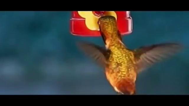 маленькая колибри