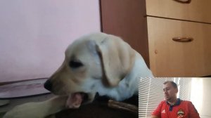 Лабрадор в 3 месяца | Все что нужно знать | Характер | Здоровье | Уход и многое другое