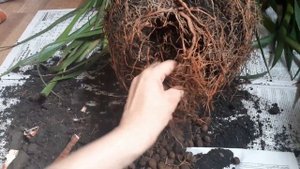 Обрезка и пересадка драцены Драко