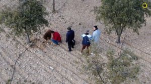 Как ищут трюфели в Испании