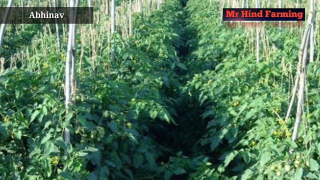 Top 5 Hybrid Tomato's veraity Best For Summer Season गर्मी के मौसम के लिए शीर्ष 5 हाइब्रिड टमाटर