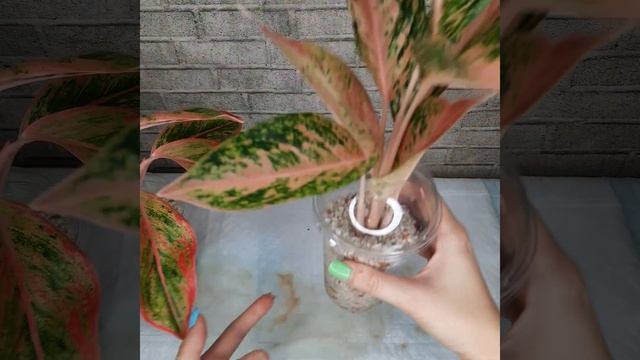 Укоренение растений в перлите. смотреть онлайн