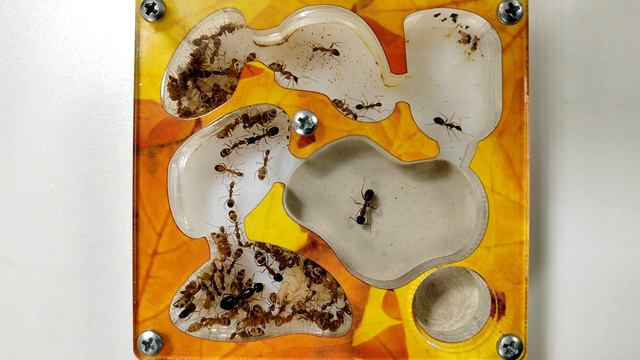 Содержание Camponotus Pseudoirritans #муравьи #муравьинаяферма #Antsminsk