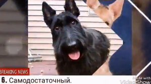 Плюсы и минусы породы щенка Скотч терьер