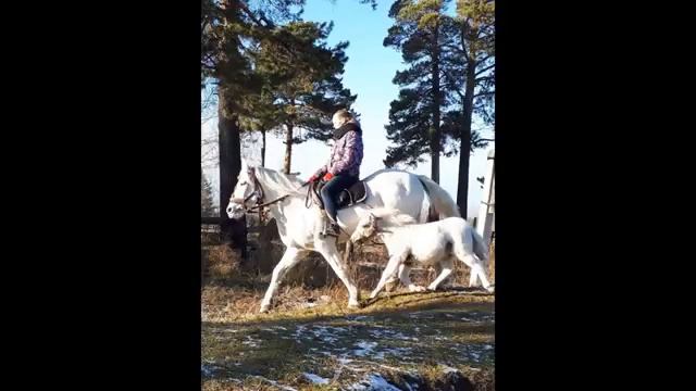 наши любимые лошади