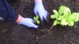 Высадка рассады курительного табака сорт "Верджиния" в открытый грунт.