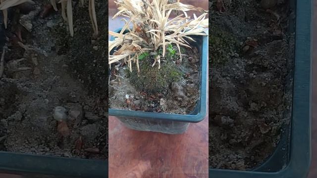 Как сохранить гвоздику лилипот в открытом грунте зимой/Carnation in the open ground in winter смотреть онлайн