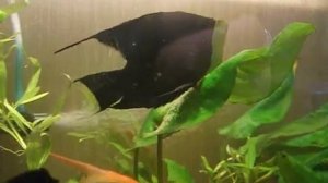 Нерест Скалярий в общем аквариуме - www.aqhome.ru