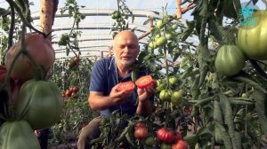 Томат биф Роза Паво