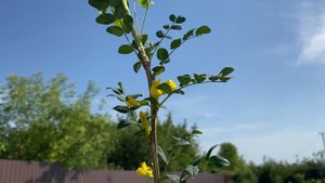 Акация желтая. 29 июля 2023 года. Самарская область