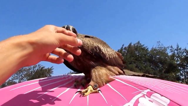 Ручной Орел в Гоа,Арамболь. смотреть онлайн