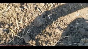 Работа дисковой бороны SKR Carbon D8500