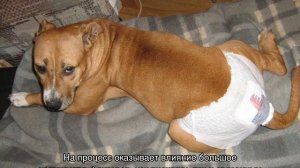 Сколько длится течка у собак мелких пород и как часто бывает