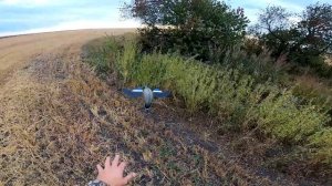 Утка прет дуром - садится прям в скрадок! Охота с папой на полосе.  Охота на утку 2022.
