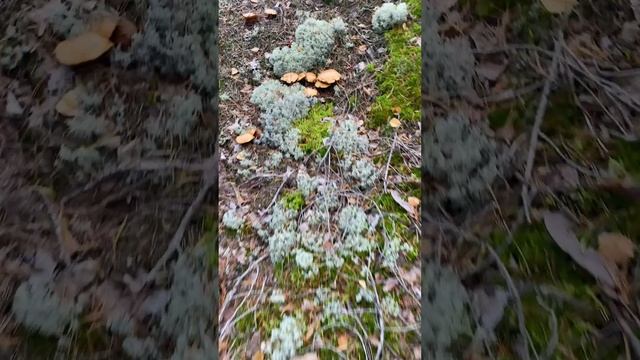 Лукошки полные грибов: Один день провнденный в лесу Ленинградской области