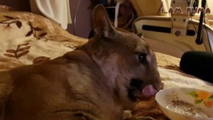 Эти смешные кошки. Пума Месси и сфинкс Кира