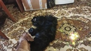 собачий валс.mp4