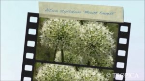 19106 Allium stipitatum Mount Everest