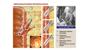 УЗИ Доктор Иогансен. Выпуск 21.Ультразвуковая анатомия желчевыводящей системы.